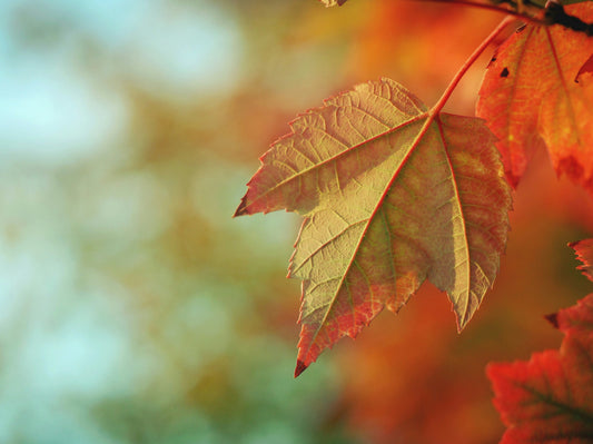 Three Simple Rituals for the Autumn Equinox