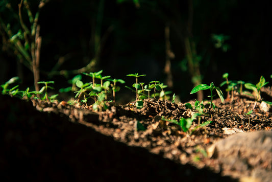 May: Grounding in Growth